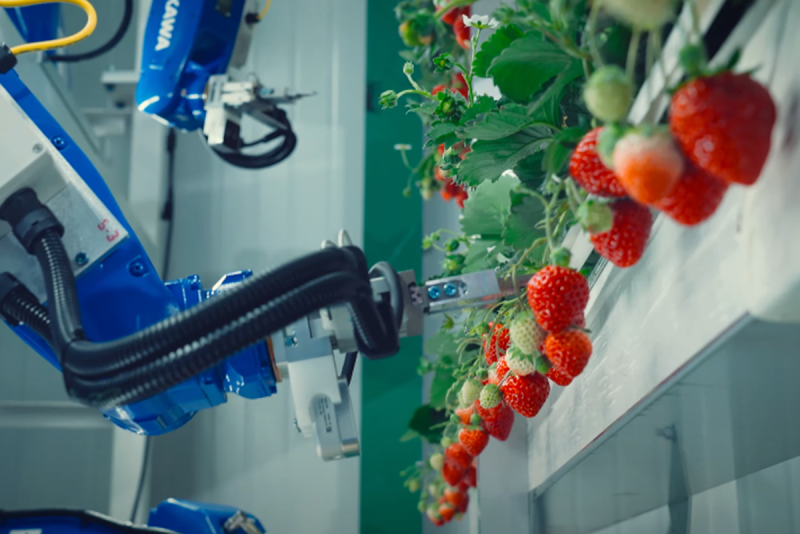 Oishii touts automation, sustainability at new indoor vertical